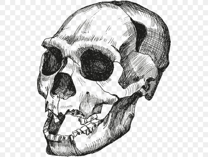 Skull Homo Sapiens Достающее звено. Книга 1. Обезьяны и все-все-все Homo Heidelbergensis Upright Man, PNG, 530x618px, Skull, Automotive Design, Black And White, Bone, Drawing Download Free