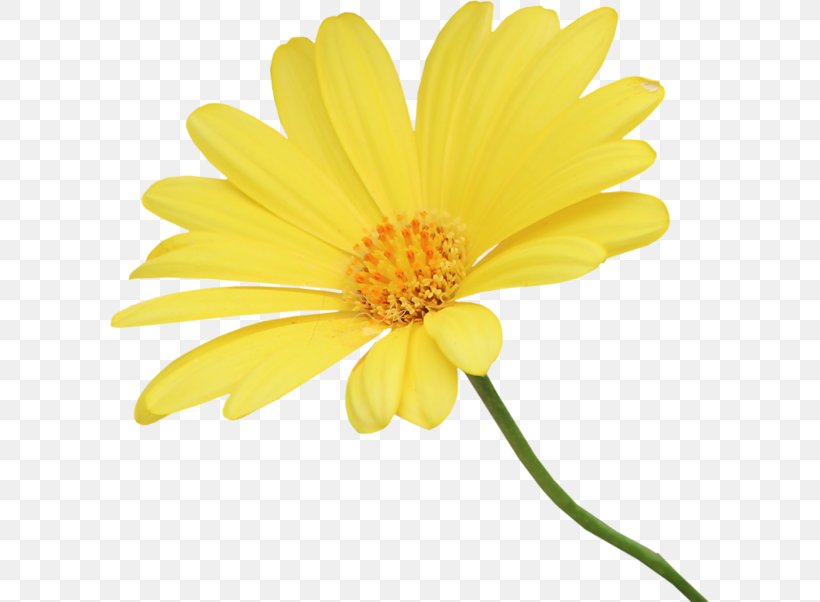 Yellow Chrysanthemum Euclidean Vector, PNG, 600x602px, Yellow, Animation, Argyranthemum Frutescens, Calendula, Chrysanthemum Download Free