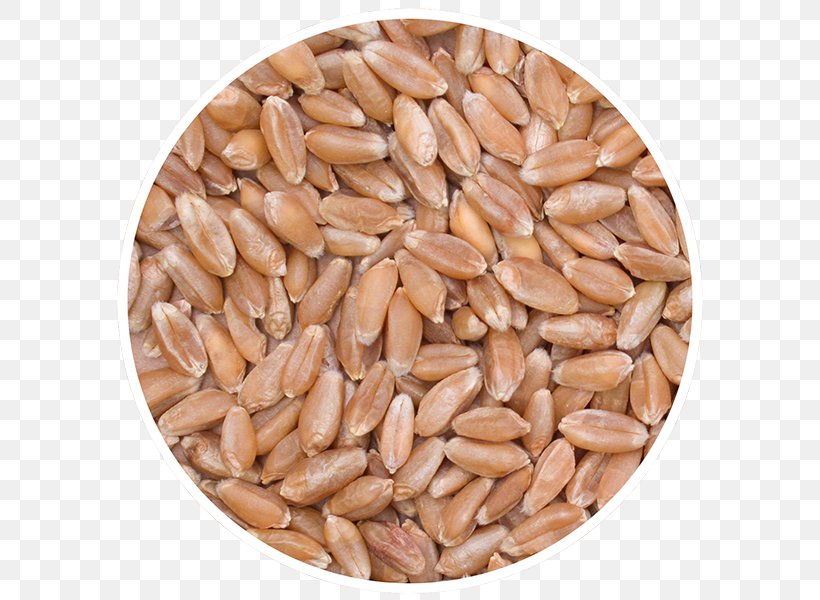 Cereal Germ Canada Whole Grain Durum, PNG, 600x600px, Cereal Germ, Canada, Cereal, Commodity, Dinkel Wheat Download Free