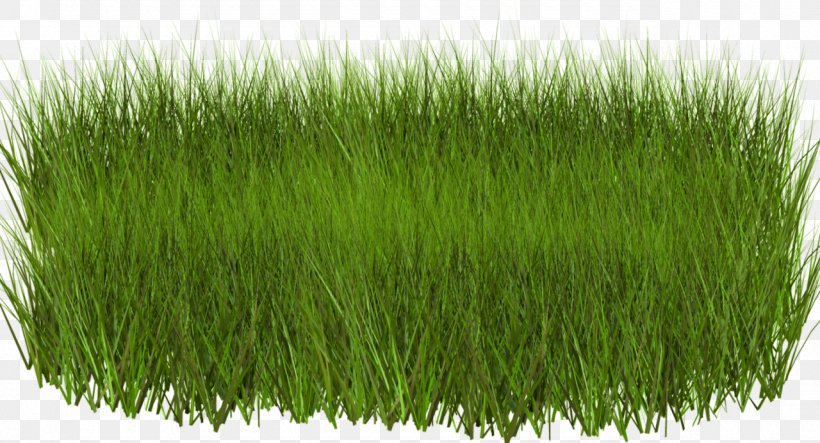 Download Grasses Clip Art, PNG, 1280x693px, Grasses, Animaatio, Chrysopogon Zizanioides, Commodity, Grass Download Free