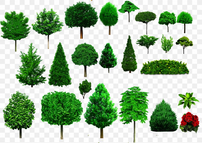 Tree Shrub Ornamental Plant Woody Plant, PNG, 2771x1967px, Tree, Biome, Conifer, Conifers, Drawing Download Free