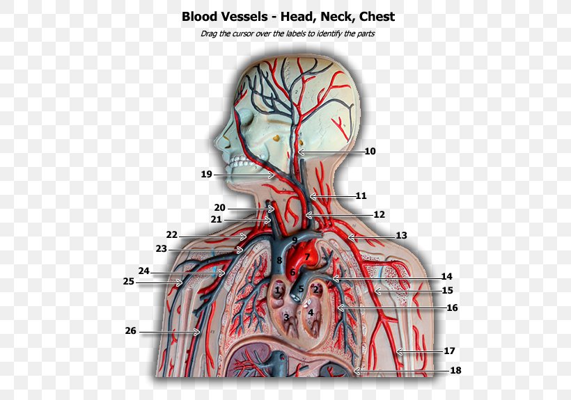 Blood Vessel Human Body Anatomy Circulatory System, PNG, 600x575px, Watercolor, Cartoon, Flower, Frame, Heart Download Free