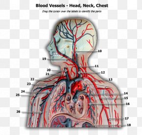 Blood Vessel Nerve Muscle Anatomy Head Png 600x600px Watercolor Cartoon Flower Frame Heart Download Free