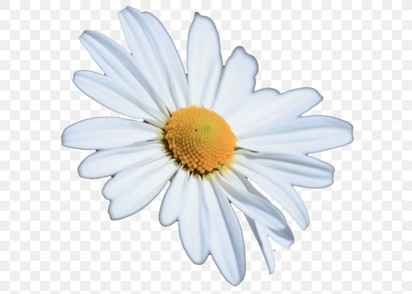 Chrysanthemum Oxeye Daisy Petal White, PNG, 622x586px, Chrysanthemum, Argyranthemum Frutescens, Arm Hammer, Aster, Chamaemelum Download Free