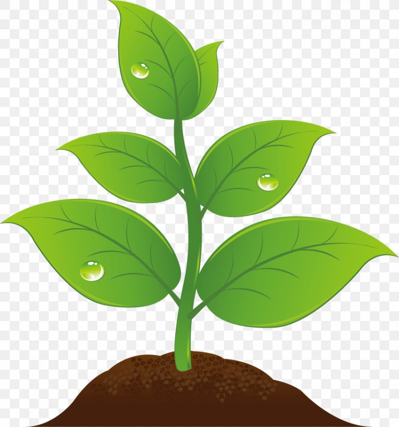 Clip Art, PNG, 870x932px, Germination, Branch, Leaf, Organism, Plant Download Free