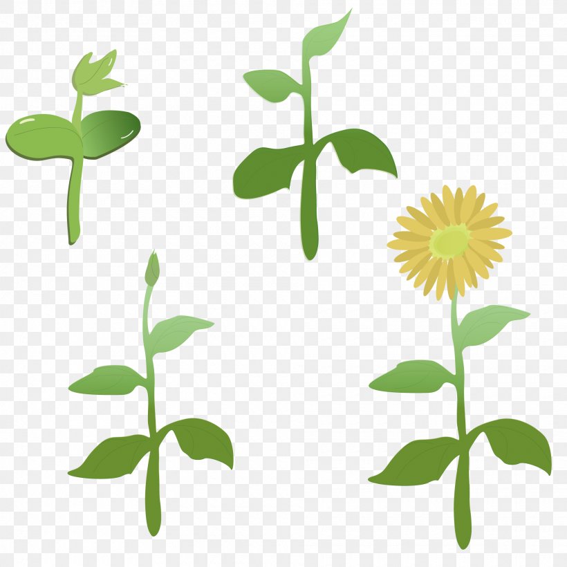 Common Sunflower Leaf Clip Art Image, PNG, 1920x1920px, Common Sunflower, Branch, Designer, Flora, Flower Download Free