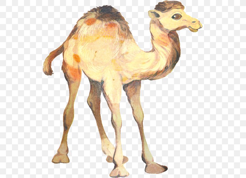 Dromedary Clip Art Pattern Sewing, PNG, 533x592px, Dromedary, Animal Figure, Arabian Camel, Camel, Camelid Download Free