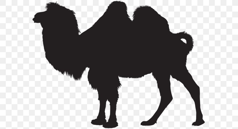 Dromedary Silhouette Clip Art, PNG, 600x446px, Dromedary, Arabian Camel, Art, Black And White, Camel Download Free