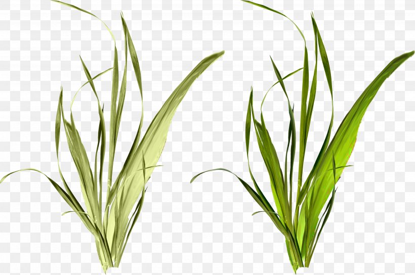 Grass Weed Herbaceous Plant Clip Art, PNG, 3539x2348px, Grass, Commodity, Grass Family, Grasses, Herb Download Free