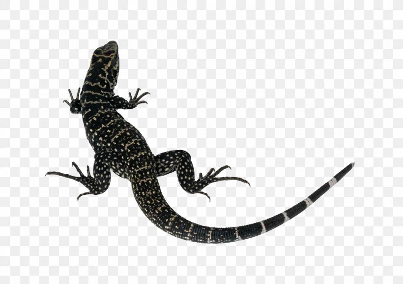 Lizard Reptile Common Iguanas Komodo Dragon Clip Art, PNG, 1090x768px, Lizard, Bearded Dragons, Common Iguanas, Decal, Fauna Download Free