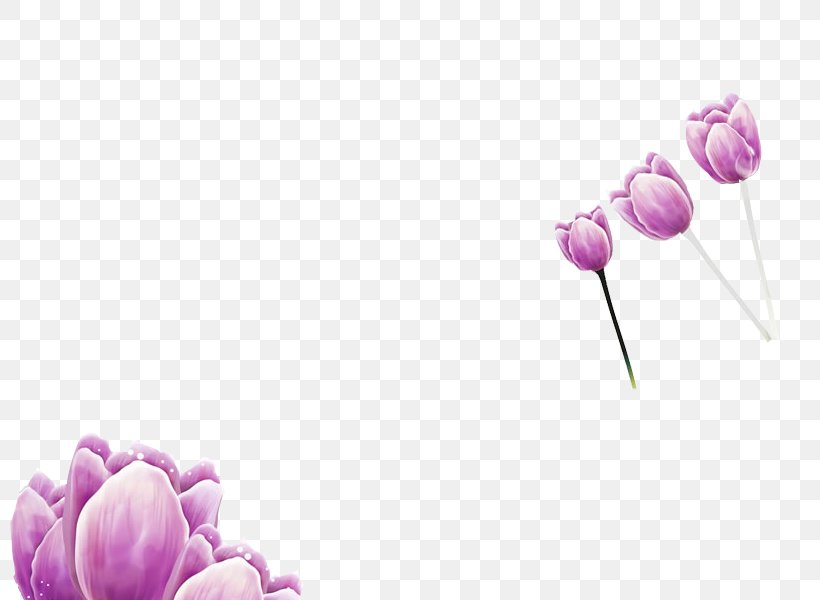 Purple Tulip Download Wallpaper, PNG, 800x600px, Purple, Color, Floral Design, Flower, Flower Bouquet Download Free