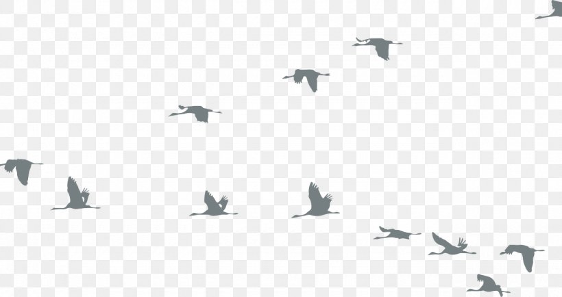 Bird Goose Crane Flock Clip Art, PNG, 1280x678px, Bird, Animal Migration, Beak, Bird Flight, Bird Migration Download Free
