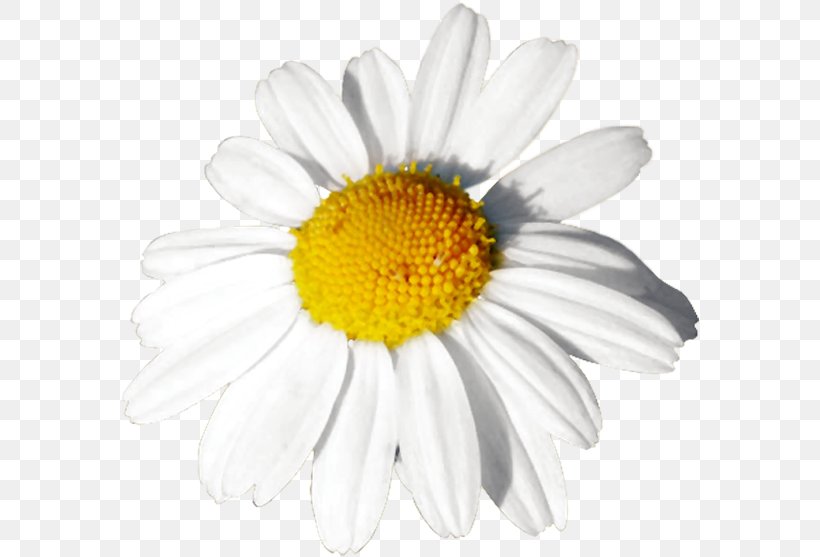Common Daisy Oxeye Daisy Mayweed Roman Chamomile, PNG, 578x557px, Common Daisy, Aster, Black And White, Chamaemelum Nobile, Chamomile Download Free
