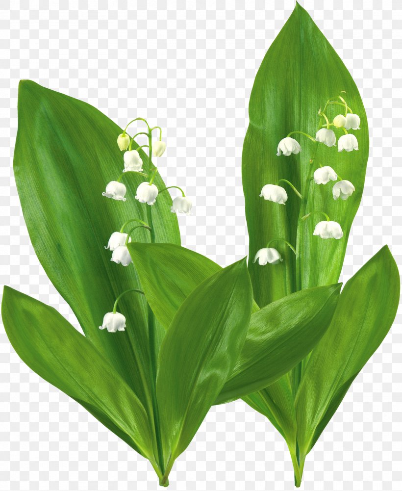 Flower Plant Lily Of The Valley Lilium, PNG, 1817x2220px, Flower, Grass, Leaf, Lilium, Lily Of The Valley Download Free