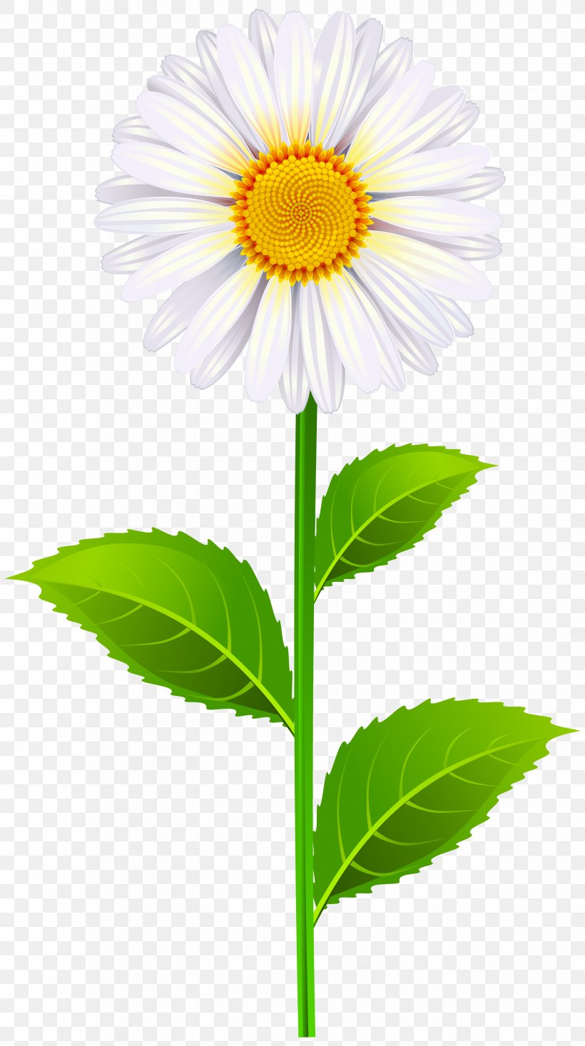 Oxeye Daisy Common Daisy Clip Art, PNG, 3352x6000px, Watercolor, Cartoon, Flower, Frame, Heart Download Free