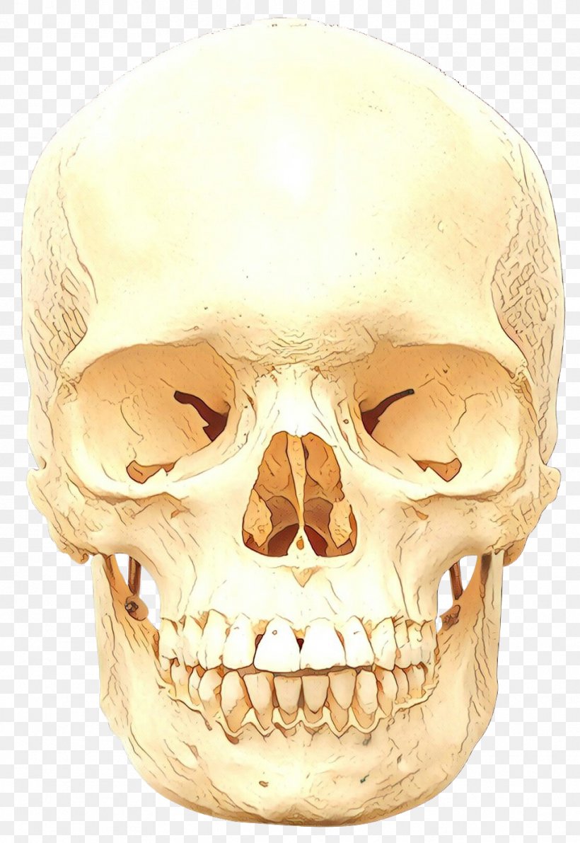 Skull Cartoon, PNG, 959x1393px, Skull, Bone, Chin, Face, Forehead Download Free