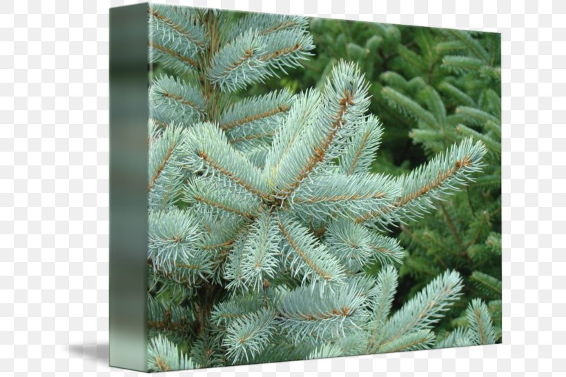 Spruce Fir Evergreen Biome, PNG, 650x547px, Spruce, Biome, Conifer, Evergreen, Fir Download Free