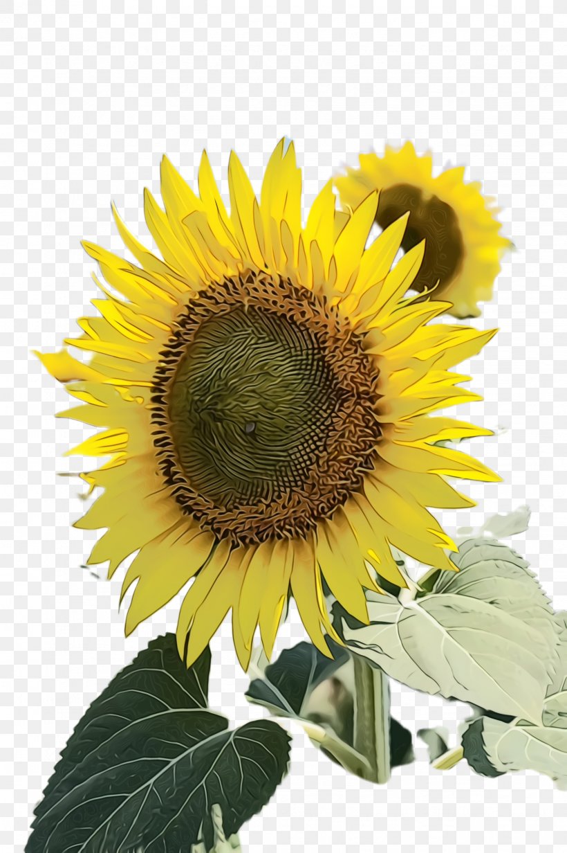 Sunflower, PNG, 1632x2452px, Sunflower, Annual Plant, Asterales, Bloom, Cuisine Download Free