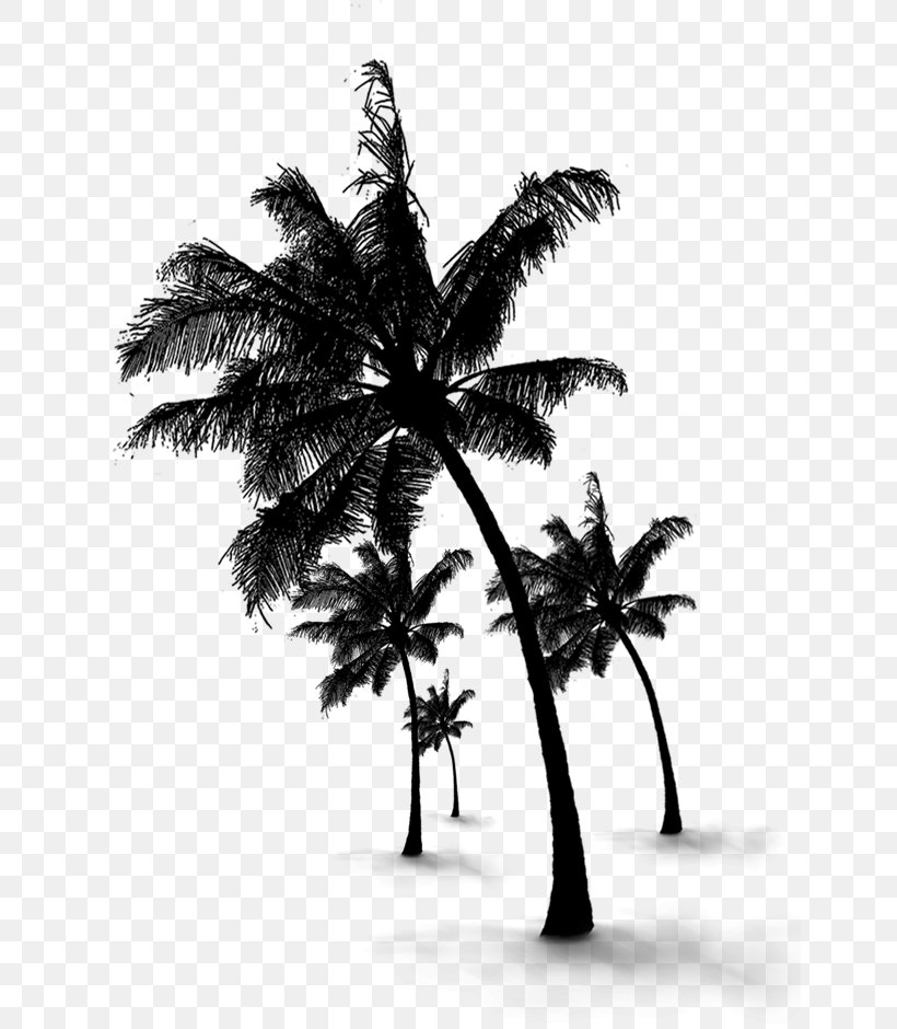 Coconut Water Fruit Image Vector Graphics, PNG, 644x940px, Coconut, Arecales, Attalea Speciosa, Blackandwhite, Coconut Palm Download Free