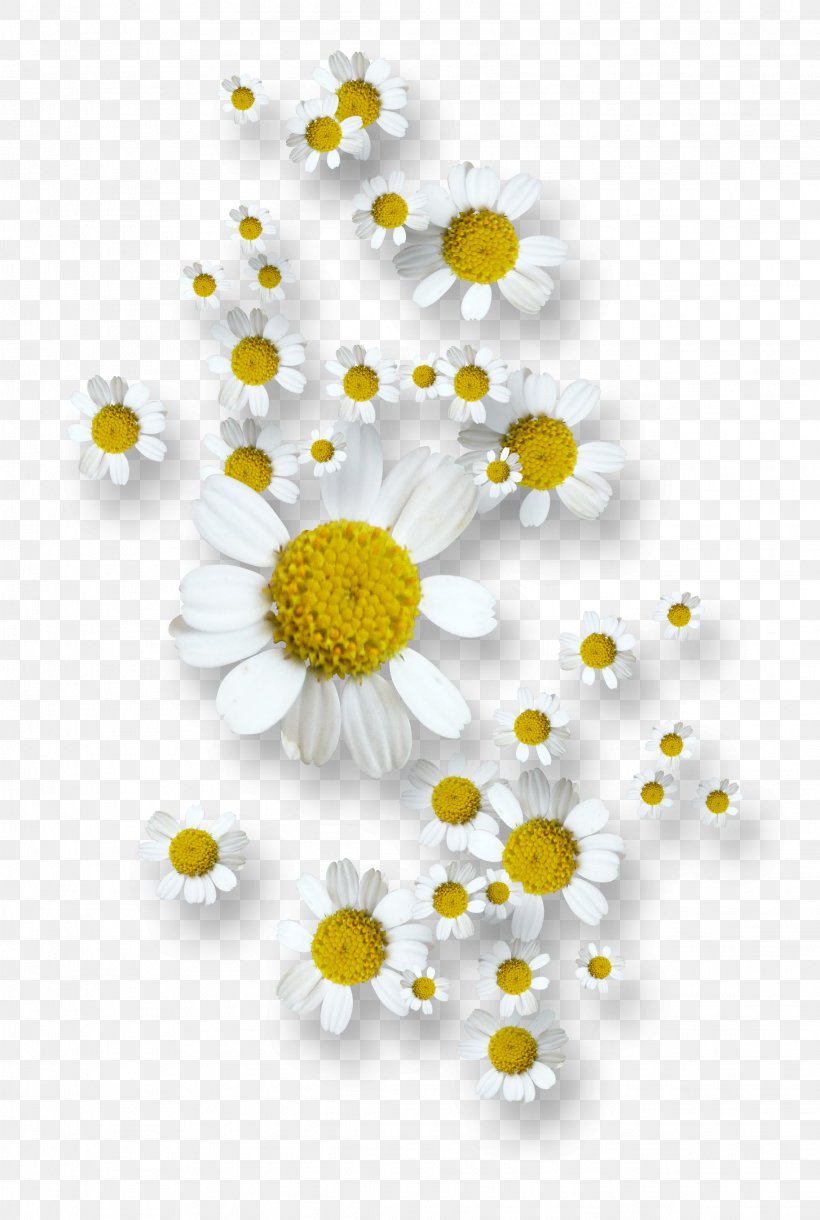 Flower Chamomile RGB Color Model, PNG, 2274x3384px, Flower, Chamaemelum Nobile, Chamomile, Chrysanths, Color Download Free
