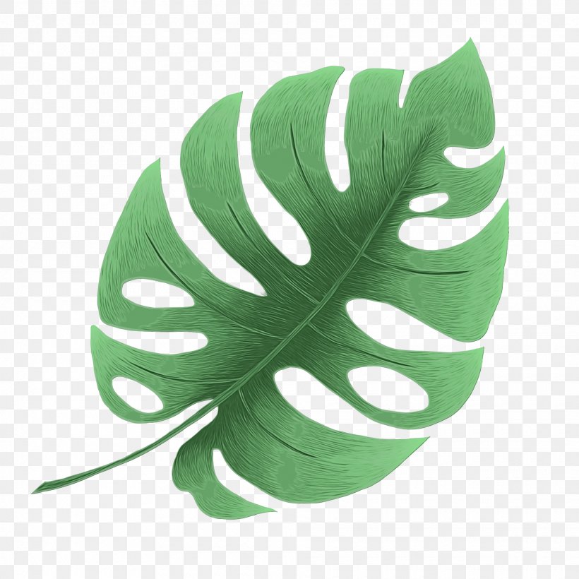 Green Leaf Background, PNG, 1920x1920px, Leaf, Alismatales, Arum Family, Feather, Green Download Free