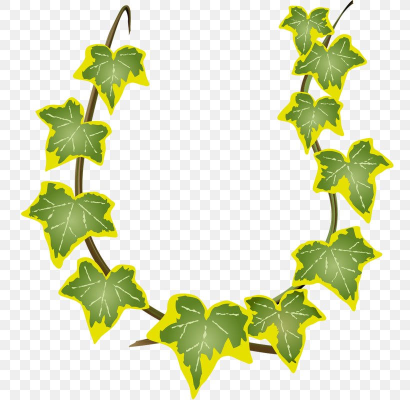 Green Leaves Rattan, PNG, 760x800px, Royaltyfree, Border, Branch, Flora, Floral Design Download Free