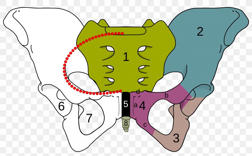 Ischiopubic Ramus Obturator Foramen Pubis Superior Pubic Ramus Inferior Pubic Ramus, PNG, 2000x1242px, Watercolor, Cartoon, Flower, Frame, Heart Download Free