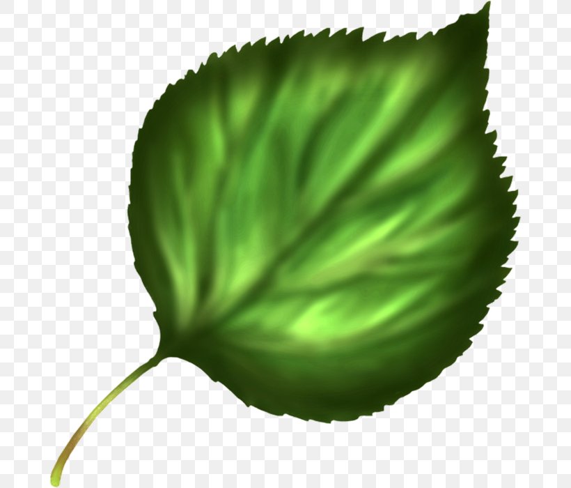 Leaf Plant Stem, PNG, 678x700px, Leaf, Grass, Green, Plant, Plant Stem Download Free