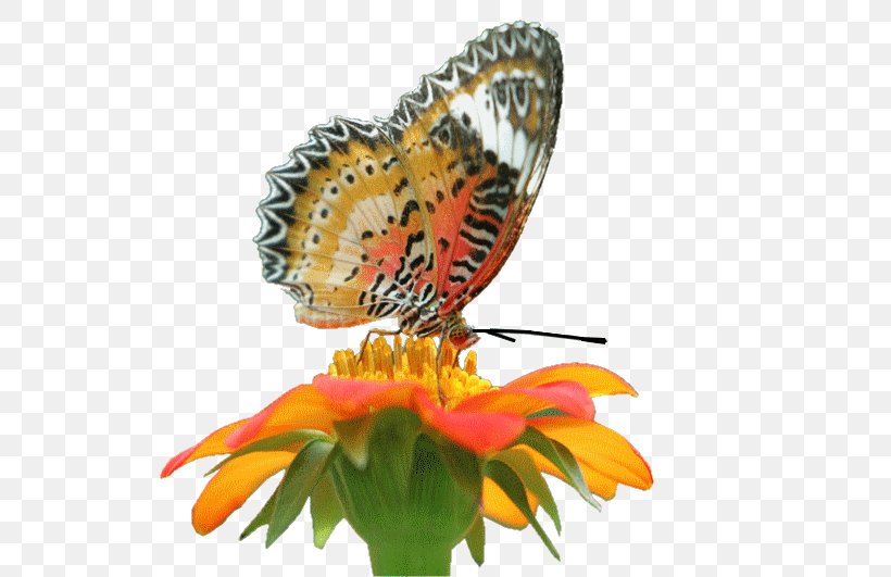 Monarch Butterfly Insect Butterflies And Moths Flower, PNG, 600x531px, Watercolor, Cartoon, Flower, Frame, Heart Download Free