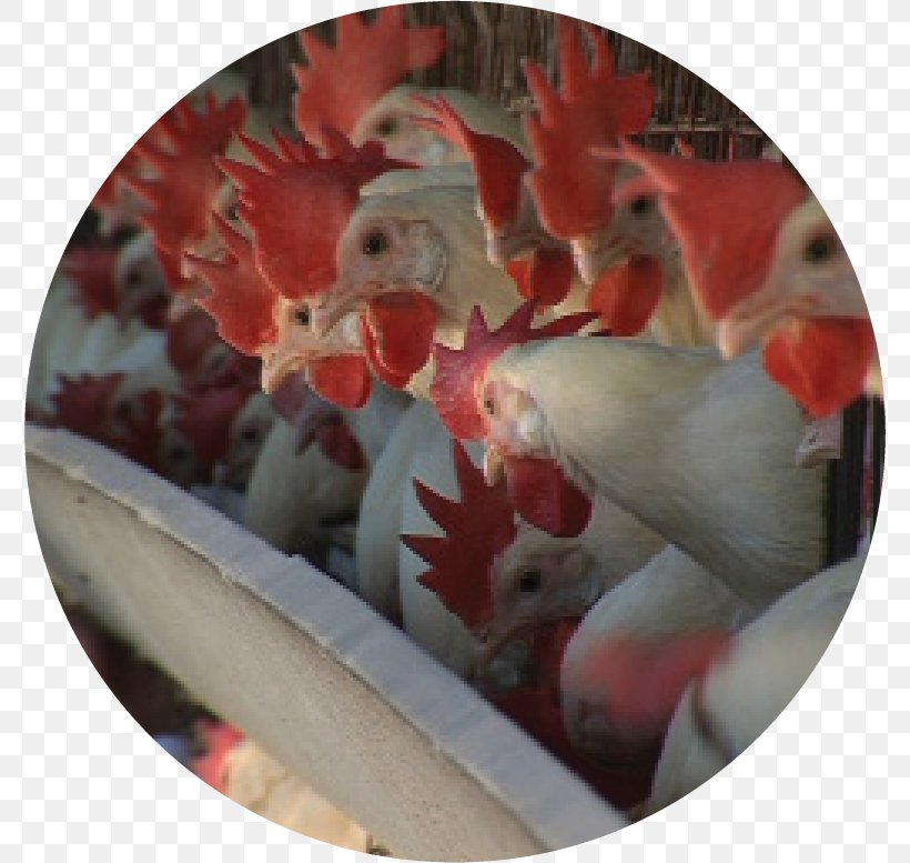 Sivas Governorship Chicken Avian Influenza Rooster Hafik, PNG, 776x777px, Chicken, Agriculture, Avian Influenza, Bauernhof, Christmas Ornament Download Free