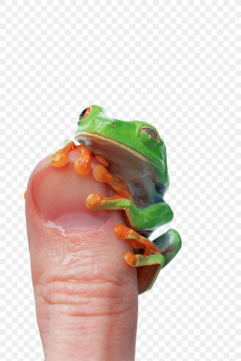 Edible Frog Lithobates Clamitans Thumb, PNG, 1067x1600px, Frog, Animal, Digit, Edible Frog, European Green Toad Download Free