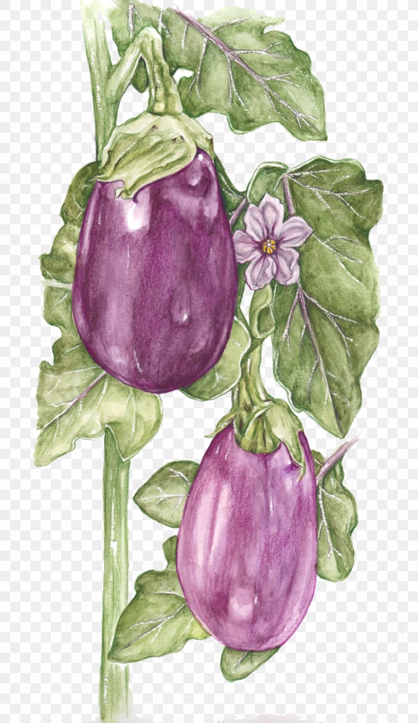 Botanical vintage eggplant lines drawing classic on Craiyon