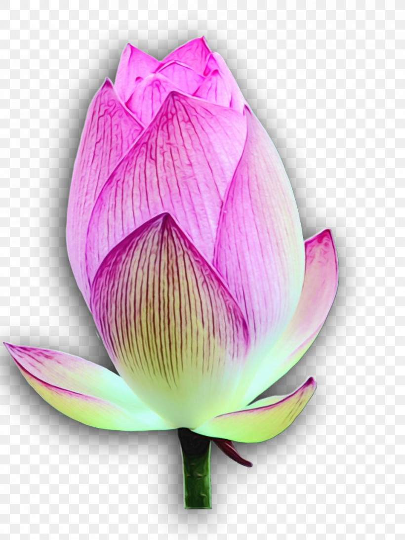 Sacred Lotus Plant Stem Bud Nelumbonaceae Purple, PNG, 960x1280px, Watercolor, Biology, Bud, Closeup, Family Download Free