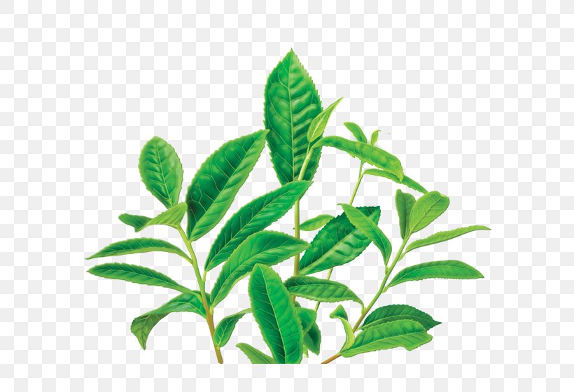Green Tea Organic Food Masala Chai Decaffeination, PNG, 600x560px, Tea, Black Tea, Branch, Caffeine, Camellia Sinensis Download Free