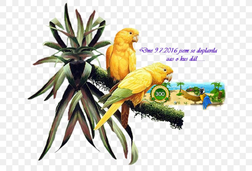 Macaw Perroquet Bird Parakeet, PNG, 650x559px, Macaw, Beak, Bird, Blog, Com Download Free