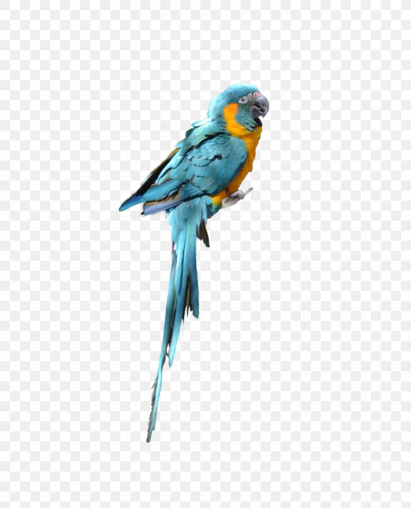 Parrot Bird Budgerigar Parakeet, PNG, 1024x1266px, Parrot, Beak, Bird, Budgerigar, Common Pet Parakeet Download Free