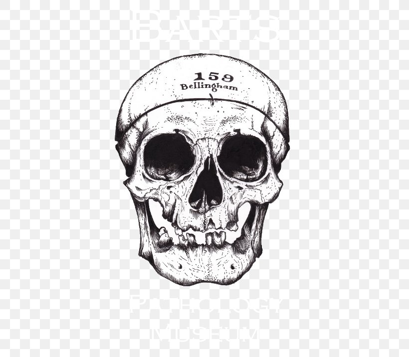 Skull Drawing Tarot Alchemy /m/02csf, PNG, 566x716px, Skull, Accommodation, Alchemy, Bone, Community Download Free