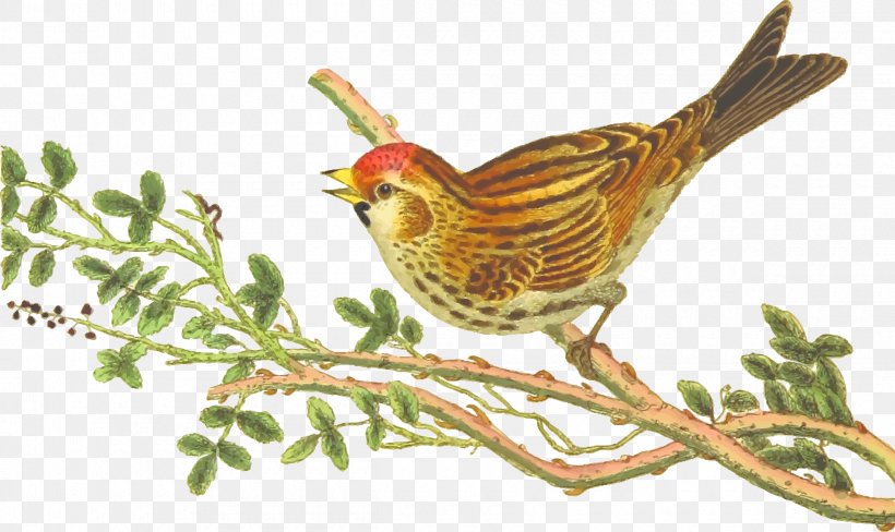 Finch Songbird Lesser Redpoll Hummingbird, PNG, 2400x1429px, Finch, Animal, Beak, Bird, Branch Download Free