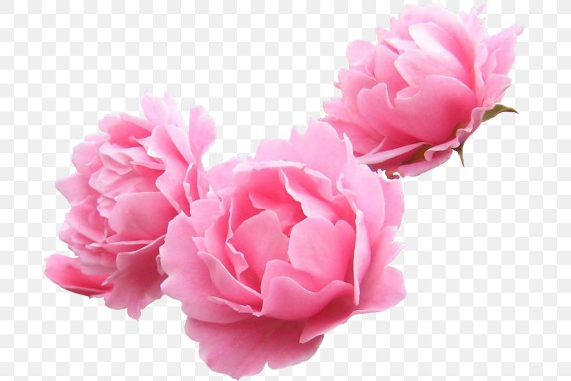 Peony Clip Art, PNG, 700x547px, Peony, Blog, Carnation, Computer Network, Cut Flowers Download Free