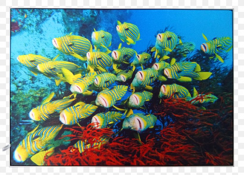 Coral Reef Fish Ecosystem Aquarium Marine Biology, PNG, 1100x790px, Coral Reef Fish, Accessibility, Aquarium, Aquariums, Bayerischer Rundfunk Download Free