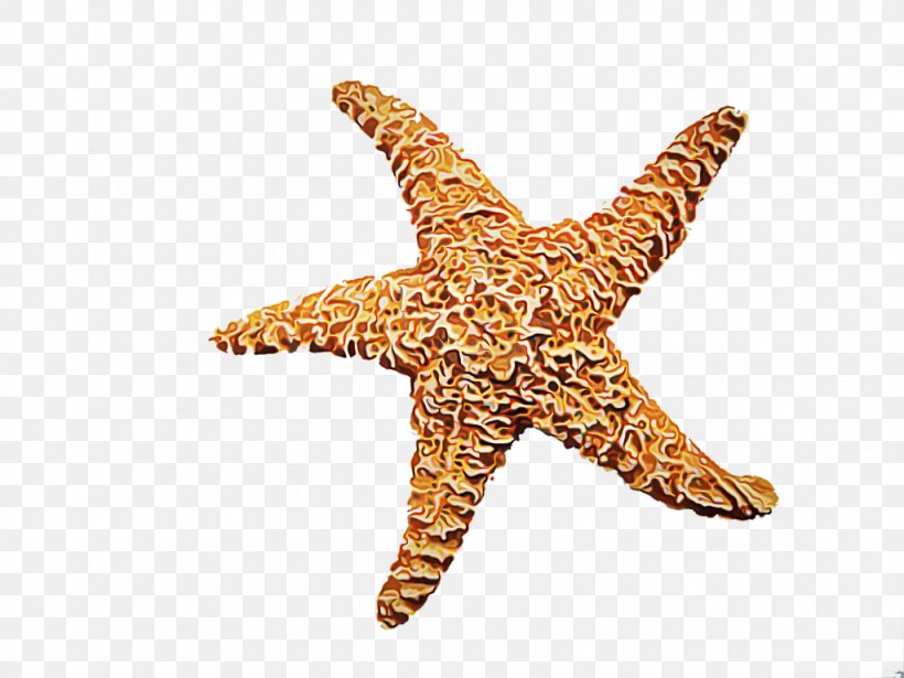 Starfish Cartoon, PNG, 1024x768px, Starfish, Blog, Echinoderm, Invertebrate, Marine Invertebrates Download Free