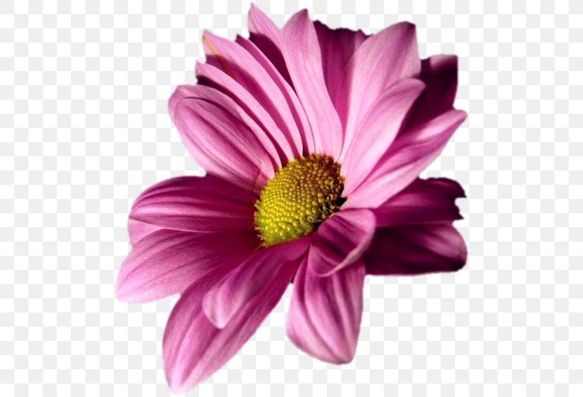 Transvaal Daisy Flower Chrysanthemum Margarida Oxeye Daisy, PNG, 500x559px, 2015, Transvaal Daisy, Annual Plant, Aster, Blog Download Free