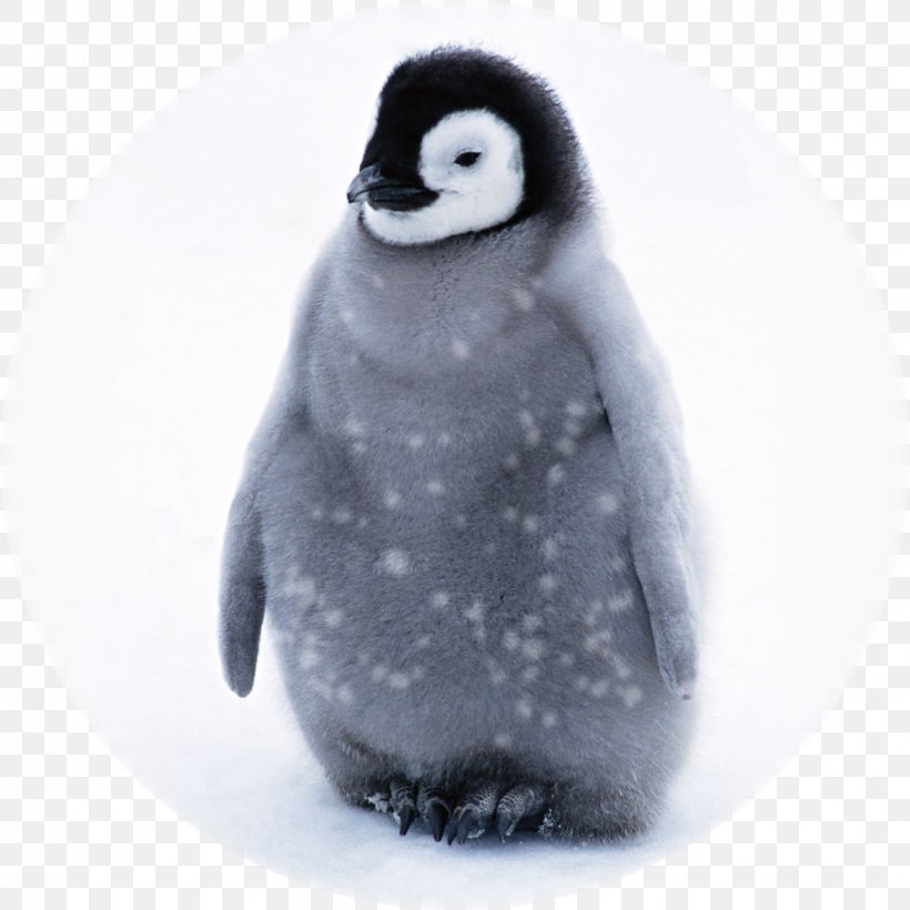Baby Penguins Infant Cuteness, PNG, 823x823px, Penguin, Animal, Baby Penguin, Baby Penguins, Beak Download Free