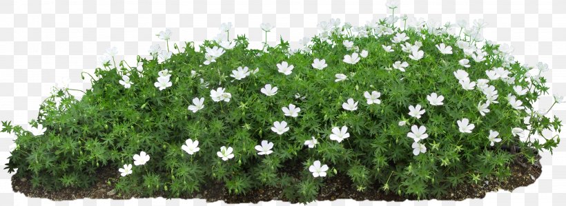 Flower Seed Plant Propagation, PNG, 2872x1049px, Flower, Art, Flower Garden, Garden, Germination Download Free