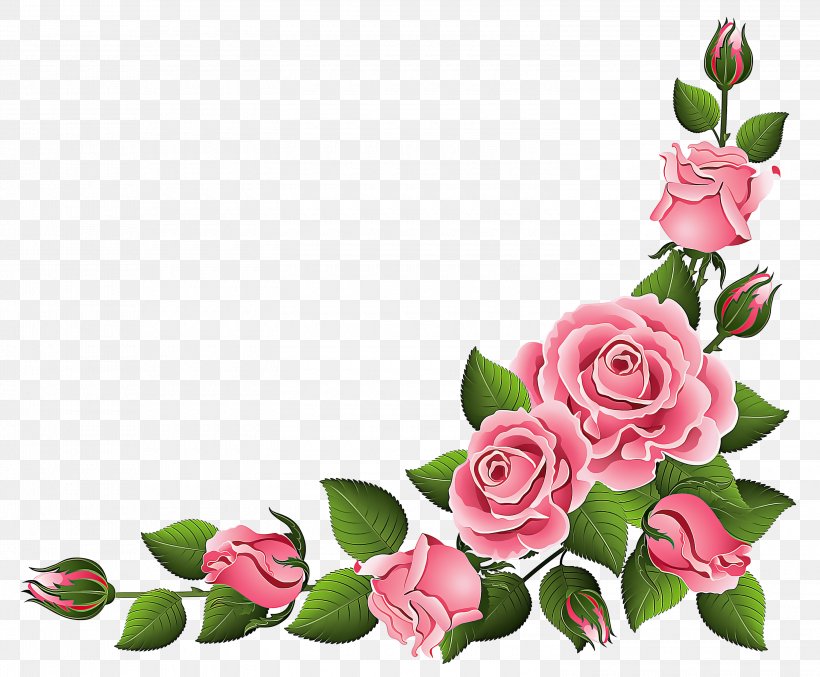 Garden Roses, PNG, 3000x2477px, Pink, Cut Flowers, Flower, Flowering ...