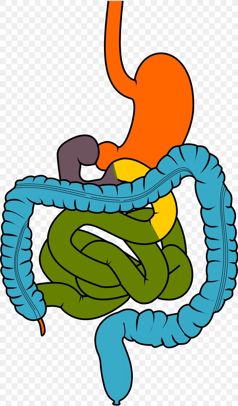 Gastrointestinal Tract Small Intestine Digestion Clip Art, PNG, 2000x3410px, Watercolor, Cartoon, Flower, Frame, Heart Download Free