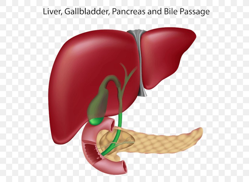 Liver And Gallbladder Pancreas Bile Duct, PNG, 600x600px, Watercolor, Cartoon, Flower, Frame, Heart Download Free