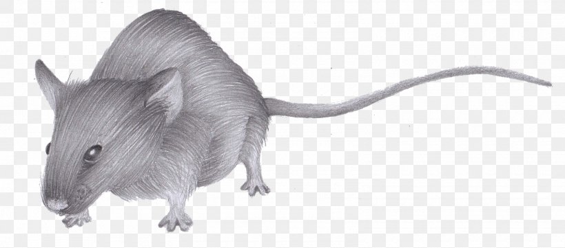Rat Gerbil Whiskers Snout Black & White, PNG, 1600x705px, Rat, Animal, Black White M, Fauna, Gerbil Download Free