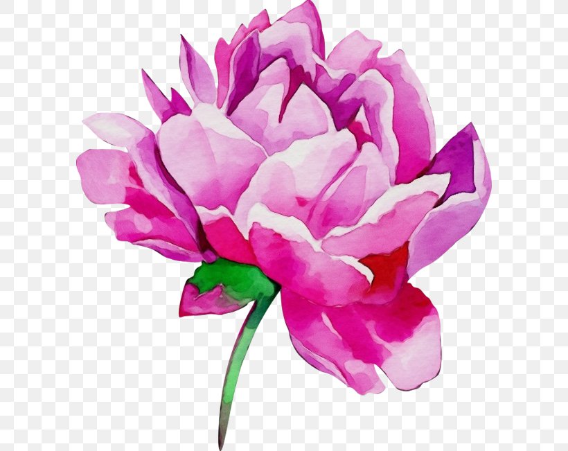Watercolor Pink Flowers, PNG, 600x651px, Watercolor, Artificial Flower, Cabbage Rose, Chinese Peony, Common Peony Download Free
