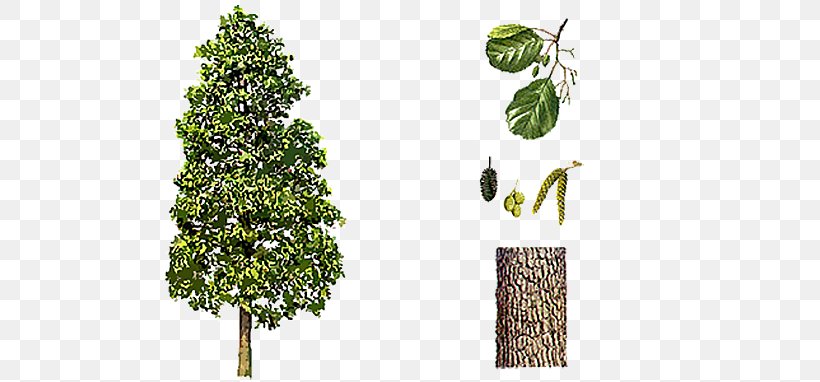 Black Alder Grey Alder Broad-leaved Tree Alnus X Spaethii, PNG, 700x382px, Black Alder, Alder, Animaatio, Bark, Branch Download Free